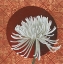 Picture of MORNING CHRYSANTHEMUM III