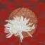 Picture of MORNING CHRYSANTHEMUM IV