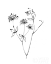 Picture of INK FLOWERS 09 ON WHITE