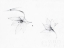 Picture of GRAPHITE FLORAL I