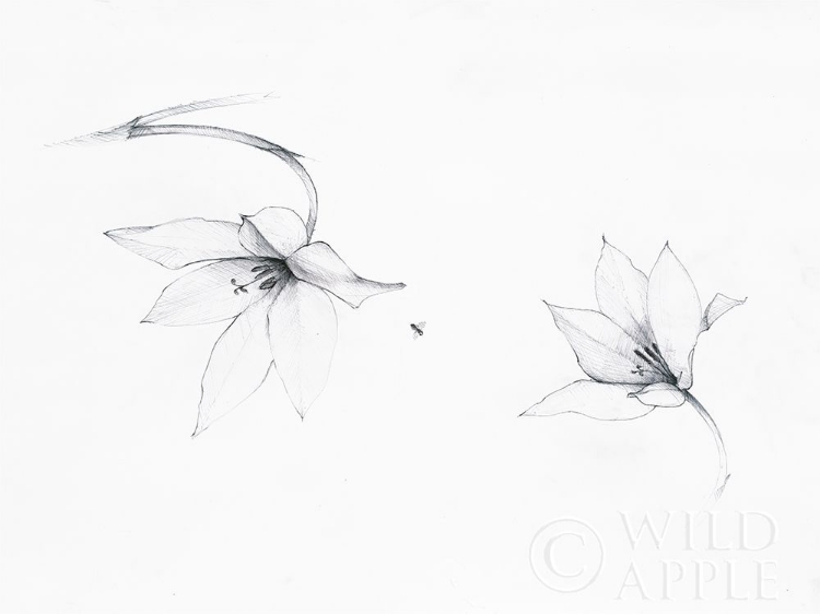 Picture of GRAPHITE FLORAL I