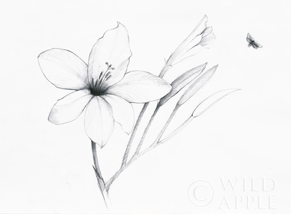 Picture of GRAPHITE FLORAL II