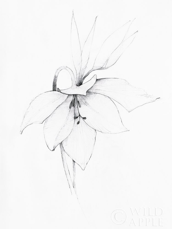 Picture of GRAPHITE FLORAL III