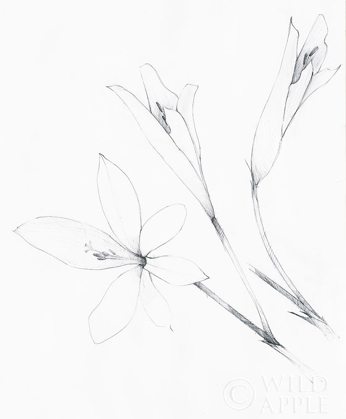 Picture of GRAPHITE FLORAL IV