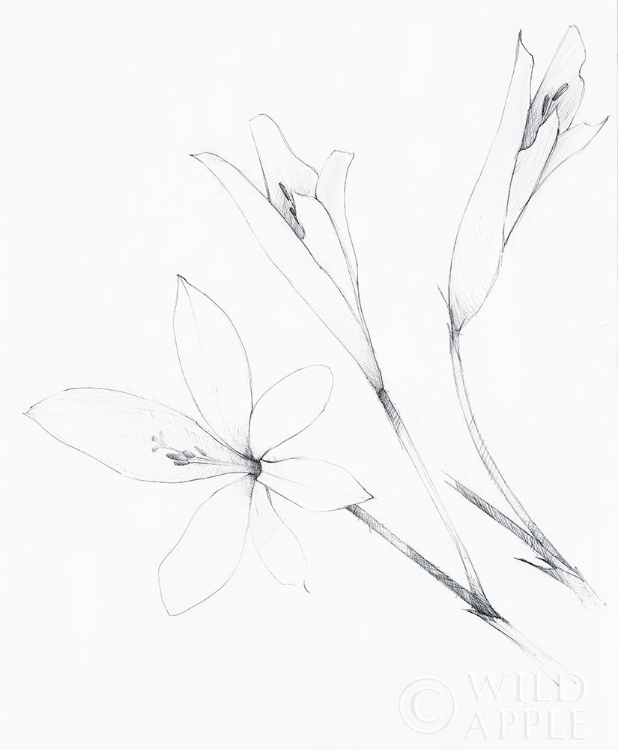 Picture of GRAPHITE FLORAL IV