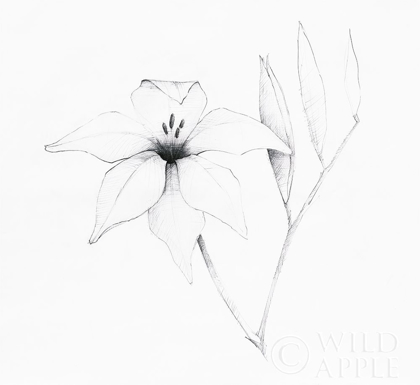 Picture of GRAPHITE FLORAL V
