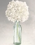 Picture of TRANQUIL BLOSSOMS II GREEN CROP
