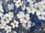 Picture of CHERRY BLOSSOMS I INDIGO CROP