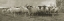 Picture of PASTURE GRAZE 2