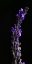 Picture of MIDNIGHT LAVENDER
