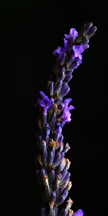 Picture of MIDNIGHT LAVENDER