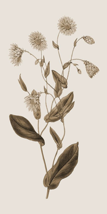 Picture of TONED BOTANICAL