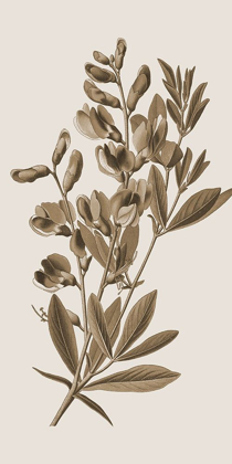 Picture of TONED BOTANICAL 2