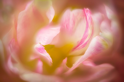 Picture of CLOSE UP OF PEONY FLOWER