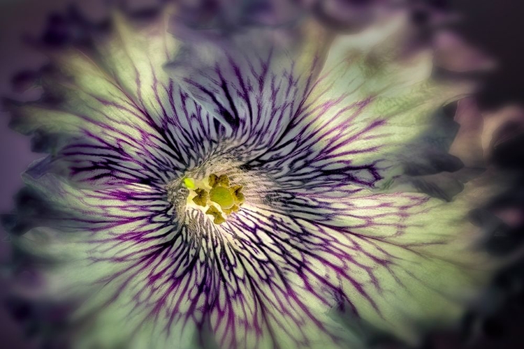 Picture of CLOSE UP OF PETUNIA FLOWER