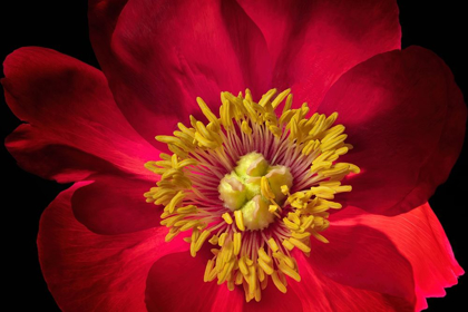 Picture of CLOSE UP OF PEONY FLOWER