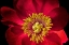 Picture of CLOSE UP OF PEONY FLOWER
