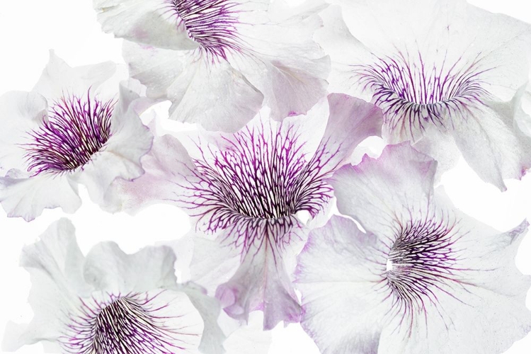 Picture of CLOSE UP OF PETUNIA FLOWERS