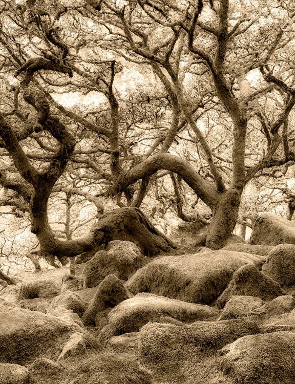 Picture of MOSS COVERED OAK TREES IN WISTMANS WOOD. DEVON COUNTY. DARTMOOR NATIONAL PARK, ENGLAND