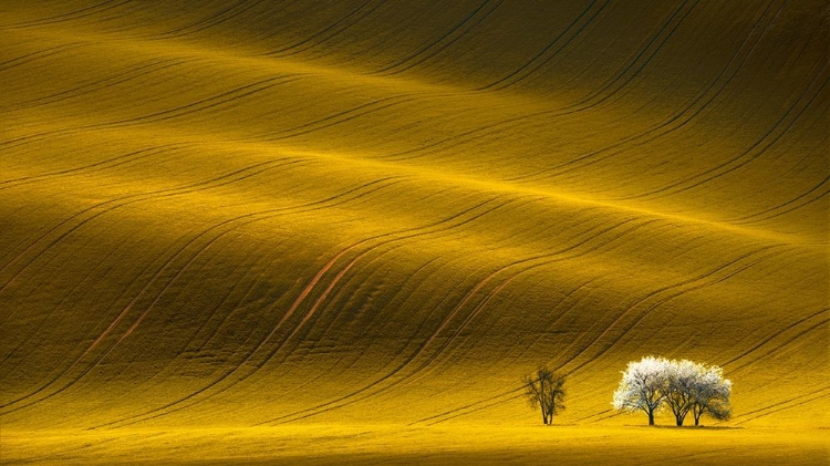 Picture of MAJESTIC FIELD WITH WHITE TREES