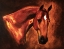 Picture of CHESTNUT STALLION