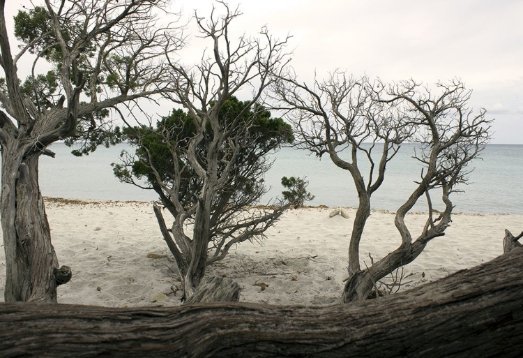 Picture of CALA-BRANDINCHI-BEACH-SEA