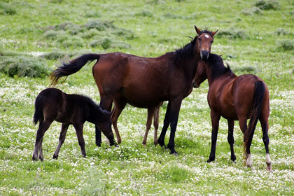 Picture of COUNTRYSIDE--PHOTO-HORSE-FAMILY