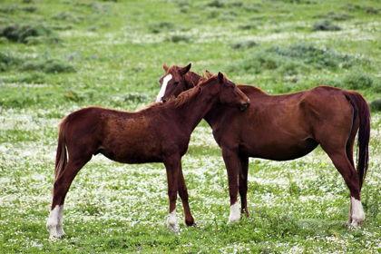Picture of COUNTRYSIDE-PHOTO-HORSE-LOVE-COUPLE