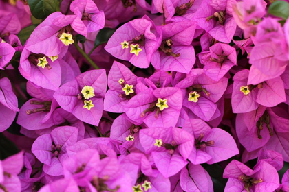 Picture of ENCHANTING BOUGAINVILLEA PINK FLOWERS