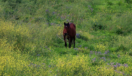 Picture of WILD HORSE EATING GRASS IN SARDINIA