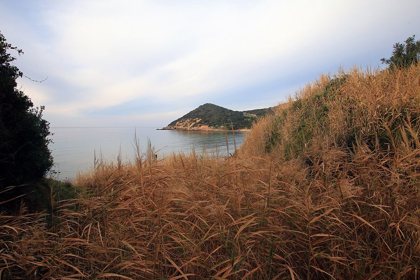 Picture of RELAXING VIEW FROM THE COAST WITH WILD PLANTS