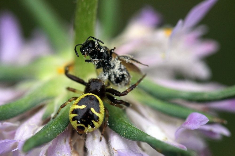 Picture of FLY IN THE SPIDERS