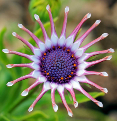 Picture of BEAUTIFUL FLOWER WITH PURPLE CAPITULUM AND PINK PETALS 