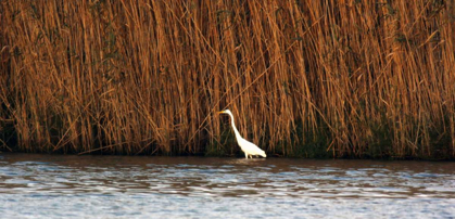 Picture of WHITE WATER BIRD IN THE POND