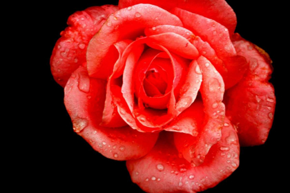 Picture of ROMANTIC RED ROSE ON BLACK BACKGROUNG