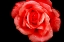 Picture of ROMANTIC RED ROSE ON BLACK BACKGROUNG