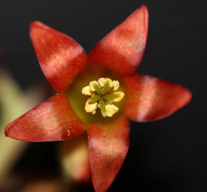 Picture of RED FLOWER WITH BLACK BACKGROUND