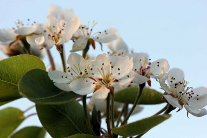 Picture of ENCHANTING PEAR FLOWERS