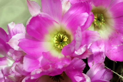 Picture of LOVELY PINK FLOWERS