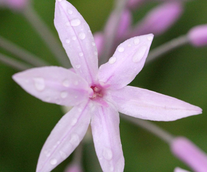 Picture of DELICATE PINK FLOWER AT SUNSET 