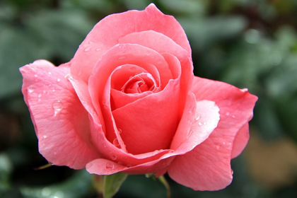Picture of ENCHANTING PINK ROSE IN THE GARDEN 