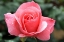 Picture of ENCHANTING PINK ROSE IN THE GARDEN 