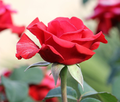 Picture of THE QUEEN OF THE GARDEN ? RED ROSE