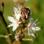 Picture of ENCHANTING WHITE WILDFLOWERS IN SPRING