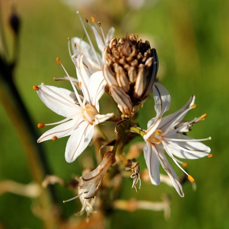 Picture of ENCHANTING WHITE WILDFLOWERS IN SPRING