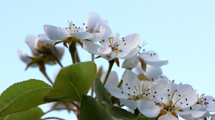 Picture of ALMOND  WHITE FLOWERS IN SPRING