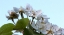 Picture of ALMOND  WHITE FLOWERS IN SPRING
