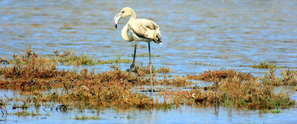 Picture of WHITE FLAMINGO IN THE POND