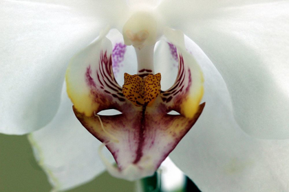 Picture of THE QUEEN OF THE GARDEN  ENCHANTHING WHITE ORCHID