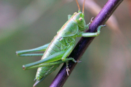 Picture of GREEN GRASSHOPPER ON A PURPLE BRANCH